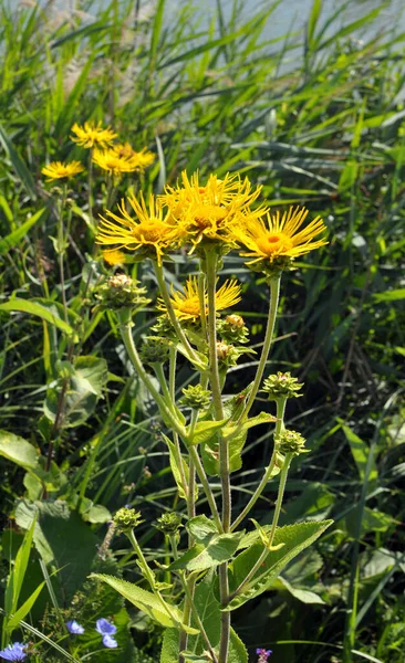 Valuable Medicinal Plant Inula Helenium Grows Wild — 스톡 사진