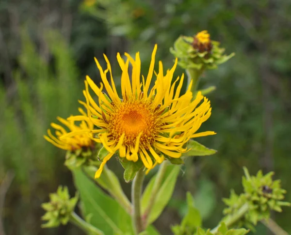 Valuable Medicinal Plant Inula Helenium Grows Wild — 스톡 사진