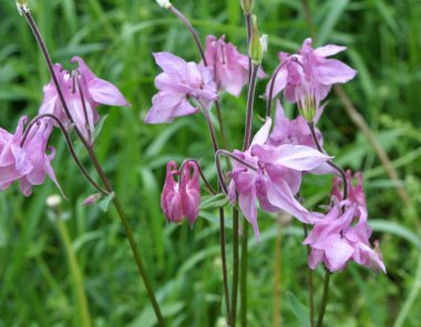 İlkbahar sonu ve yaz başında, Aquilegia vulgaris bahçede çiçek açar.