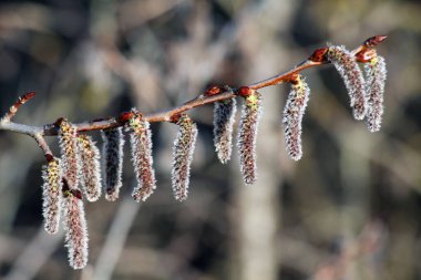 Aspen küpeler (Populus tremula, Populus pseudotremula) ilkbaharda doğada çiçek açar. 