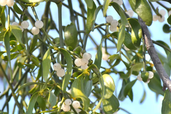 Nature Mistletoe Viscum Album Parasitizes Tree — Stock Photo, Image