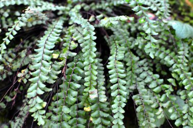 Asplenium trikomanes eğreltiotu ormandaki bir taşın üzerinde yetişir.