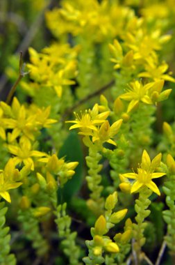 Vahşi taşrop 'ta (Sedum dönümü) kayalık topraklarda yetişir.