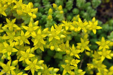 Vahşi taşrop 'ta (Sedum dönümü) kayalık topraklarda yetişir.
