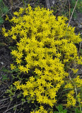 Vahşi taşrop 'ta (Sedum dönümü) kayalık topraklarda yetişir.