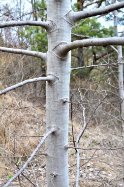 Yaşayan bir kavak ağacının gövdesinin parçası