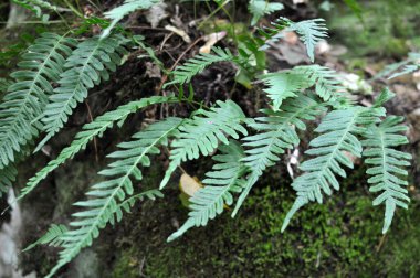 Fern Polypodium vulgare ormandaki bir kayanın üzerinde yetişir.