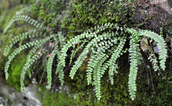 Helecho Asplenium Trichomanes Crece Una Piedra Naturaleza Bosque —  Fotos de Stock