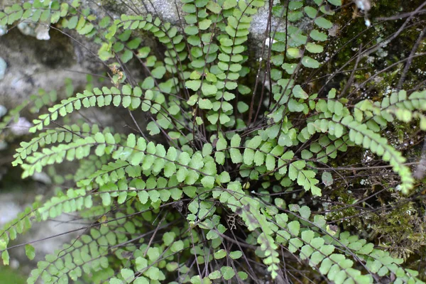在森林里的一块石头上生长着三烷蕨类的精金 — 图库照片