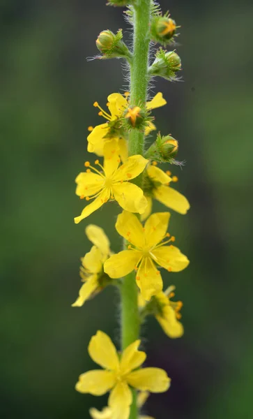 Vahşi Otların Arasında Yaz Mevsimi Tarımsal Ekvatorya Çiçekleri Açıyor — Stok fotoğraf