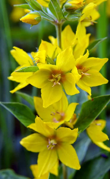Flores Amarillas Lysimachia Florecen Naturaleza Verano — Foto de Stock