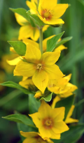 Flores Amarillas Lysimachia Florecen Naturaleza Verano — Foto de Stock