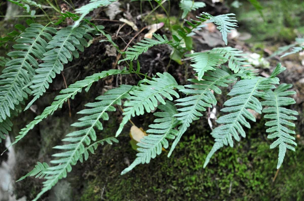 Fern Polypodium Vulgare Crece Estado Salvaje Sobre Una Roca Bosque — Foto de Stock