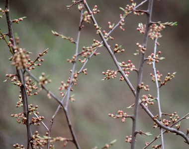 İlkbaharın başlarında ağaçta tomurcuklar şişmişti.