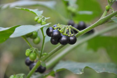 Doğada zehirli böğürtlenlerle bitki yetiştirilir (Solanum nigrum)