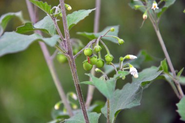 Doğada zehirli böğürtlenlerle bitki yetiştirilir (Solanum nigrum)