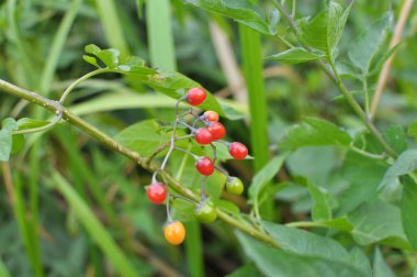 Solanum acı tatlı (Solanum dulcamara) doğada yetişir.