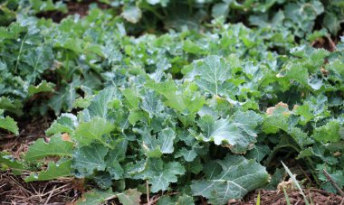 Baharda, tarlada kolza tohumu yetişir. 