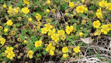 Potentilla arenası baharda vahşi doğada yetişir.