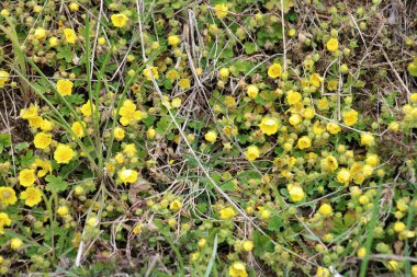 Potentilla arenası baharda vahşi doğada yetişir.