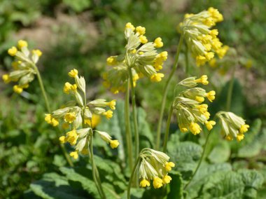 İlkbaharda, Primula veris (Primula veris) vahşi doğada açar.
