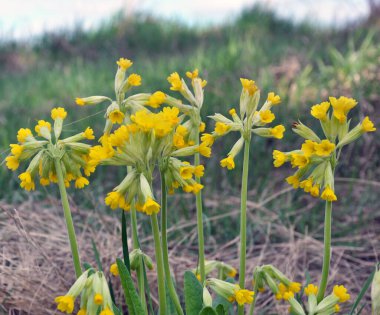 İlkbaharda, Primula veris (Primula veris) vahşi doğada açar.