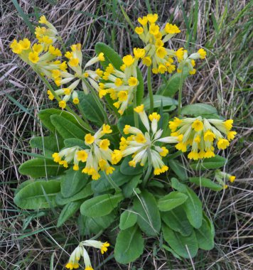 İlkbaharda, Primula veris (Primula veris) vahşi doğada açar.