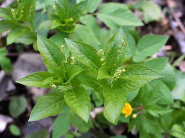 İlkbaharda vahşi Merkür 'de Perennis ormanda yetişir.