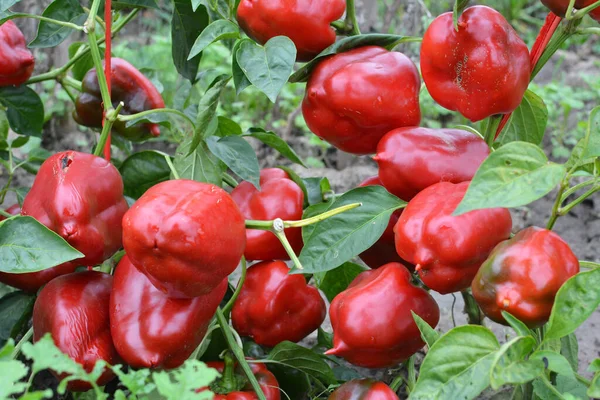 Red Fruits Sweet Pepper Ripened Bush — Stock Photo, Image