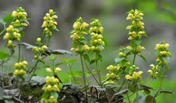 春天在野外的树林里 黄色的聋子荨麻 — 图库照片