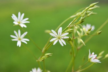 Stellaria graminesi yazın vahşi doğada çiçek açar.
