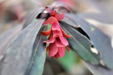 İlkbaharda ormanda yabani otlar yetişir (Euphorbia amigdaloides) 