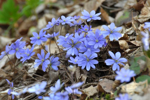 Våren Naturen Skogen Blommar Hepatica Nobilis — Stockfoto