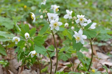 Ormanda bahar mevsimi çiçek açıyor Isopyrum thalictroides