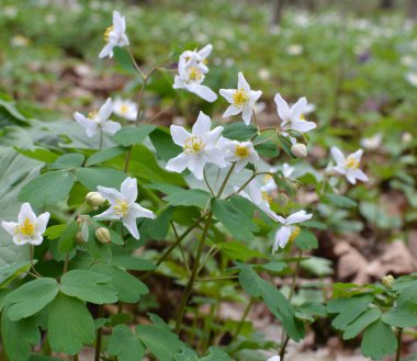 Ormanda bahar mevsimi çiçek açıyor Isopyrum thalictroides