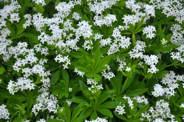 Bedstraw (Galyum kokusu) ilkbaharda ormanda açar.