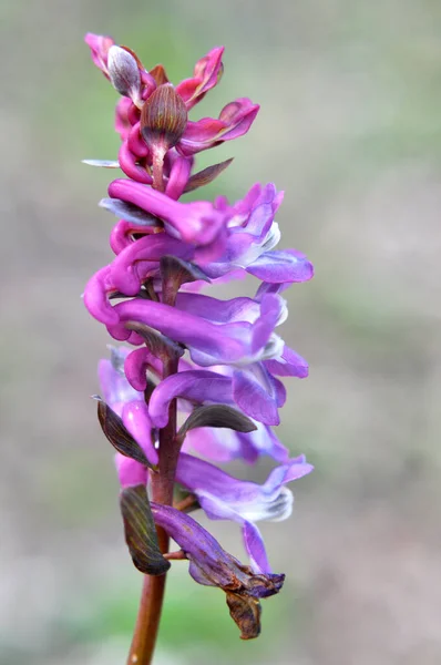 Corydalis Blommar Våren Naturen Skogen — Stockfoto