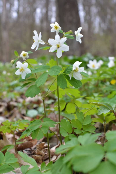 stock image Spring in the wild in the forest is blooming Isopyrum thalictroides