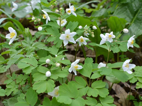 Tavasz Vadonban Erdőben Virágzik Isopyrum Thalictroides — Stock Fotó
