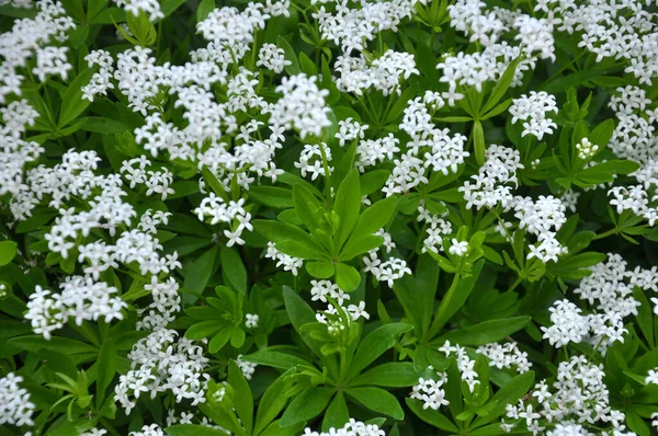 Bedstraw Galium Odoratum Blooms Spring Wild Forest — Stock Photo, Image
