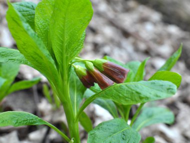 Ormandaki ilkbaharda nadir bulunan Scopolia Carniolica bitkisi çiçek açar.
