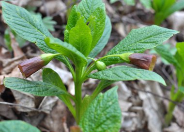 Ormandaki ilkbaharda nadir bulunan Scopolia Carniolica bitkisi çiçek açar.