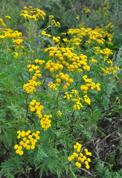 Tansy Ordinary Tanacetum Vulgare Blooms Meadow Wild — Stock Photo, Image