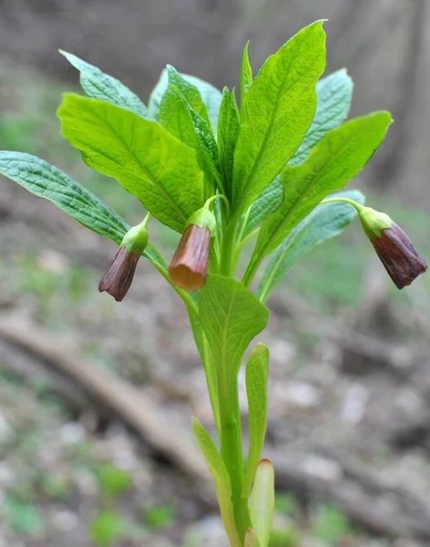 stock image In the spring in the forest in the wild blooms rare plant Scopolia carniolica