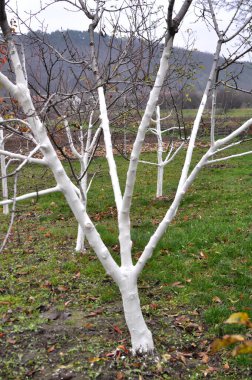 Whitewash of fruit trees in the orchard for protection against pests and sunburn.