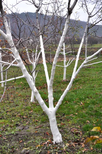 Whitewash Fruit Trees Orchard Protection Pests Sunburn — Stock Photo, Image