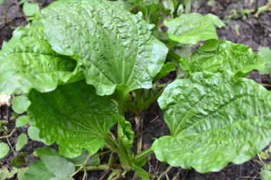 Yazın, plantain büyüktür (Bitki büyüğü, Bitki Borysthenica) vahşi doğada yetişir)