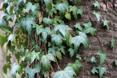 Ivy (Hedera helix), ormandaki bir ağaç boyunca uzanan yaban yeşili bir tırmanma bitkisidir..