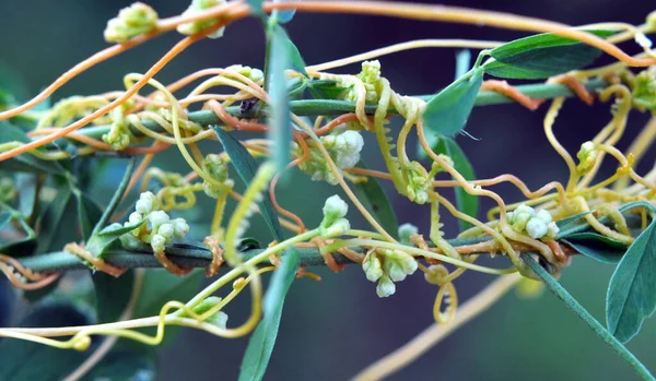 stock image The parasitic plant cuscuta grows in the field among crops