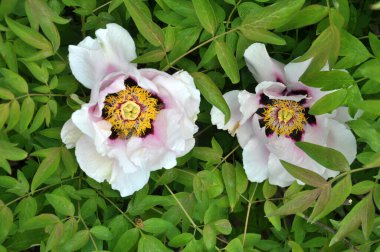 İlkbaharda bahçede çiçek açan şakayık ağacı gibi çiçek açar (Paeonia suffruticosa).